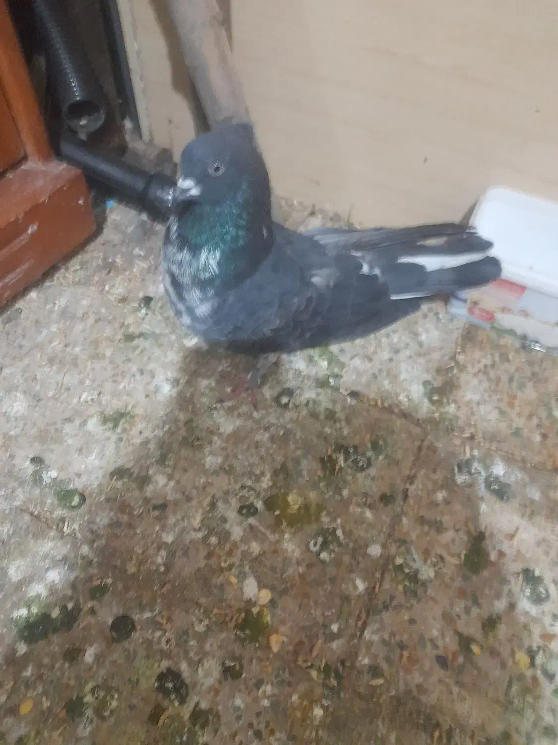 دوتاکفتره فروشی هردوگرفتنی|پرنده|اشترینان, |دیوار