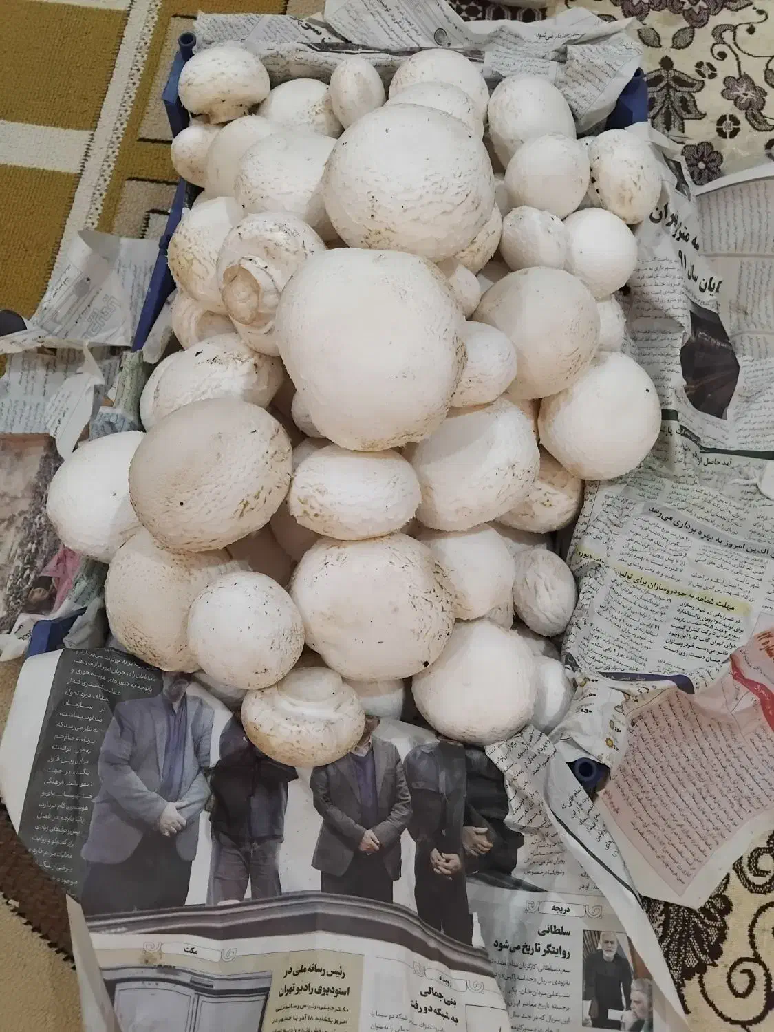 قارچ تازه درجه بک به قیمت پخش فقط تا ظهر|خوردنی و آشامیدنی|هیر, |دیوار