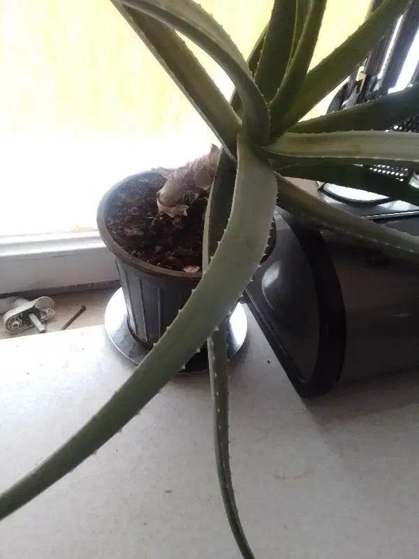 گل آلورا|گل و گیاه طبیعی|محمدیه-قزوین, |دیوار