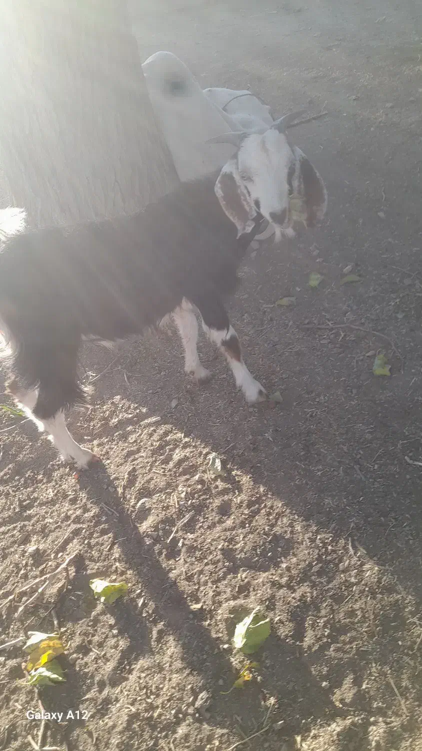 فروشی|حیوانات مزرعه|قزوین, |دیوار