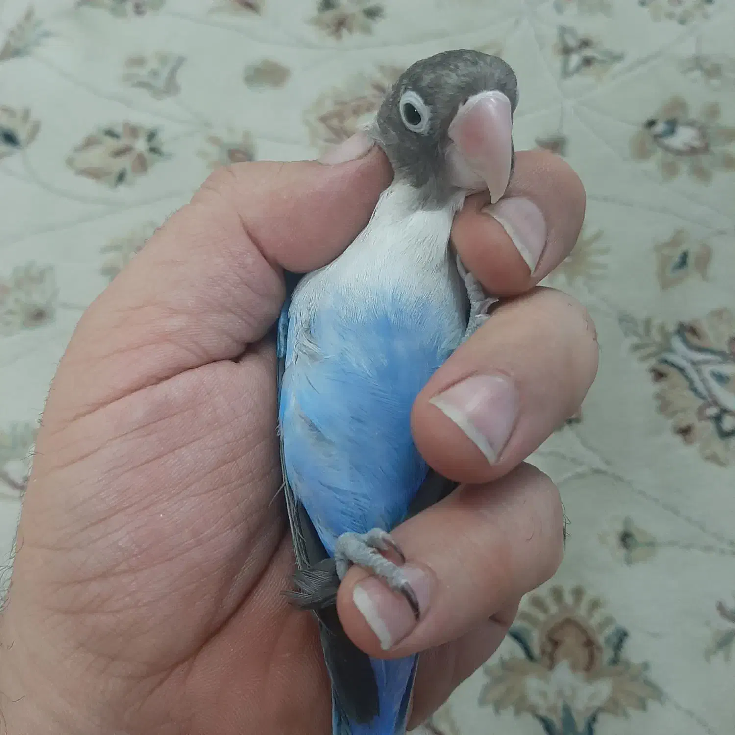 کوتوله برزیلی آبی نر ۸ ماهه|پرنده|اصفهان, صدف|دیوار