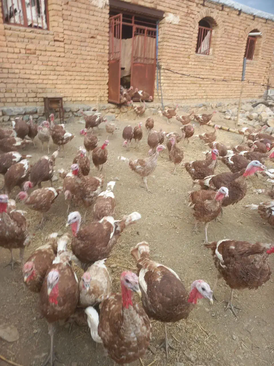 فروش ۱۰۰عددبقلومون|حیوانات مزرعه|تویسرکان, |دیوار