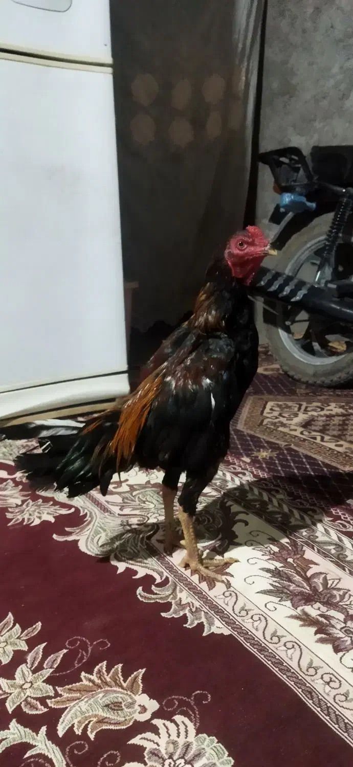 مرغ خروس فروشی|حیوانات مزرعه|سراوان, |دیوار