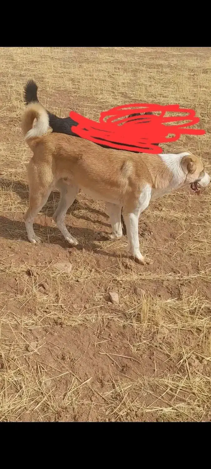 سگ گله|سگ|قیدار, |دیوار