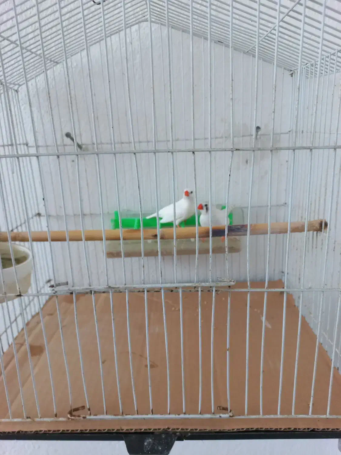 یک عدد فنچ سفید نژاد آلبینو|پرنده|بابلسر, |دیوار