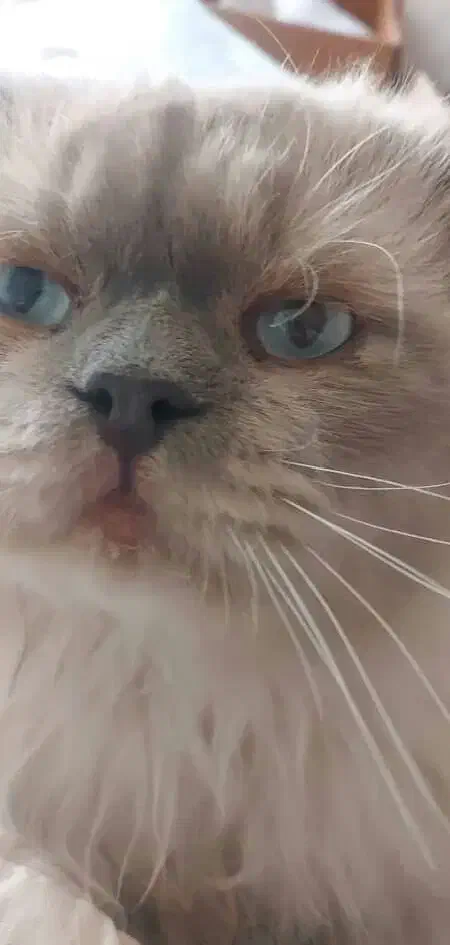 گربه هیمالین|گربه|ارومیه, |دیوار