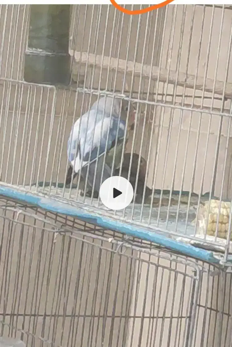 برزیلی پاربلو|پرنده|کازرون, |دیوار