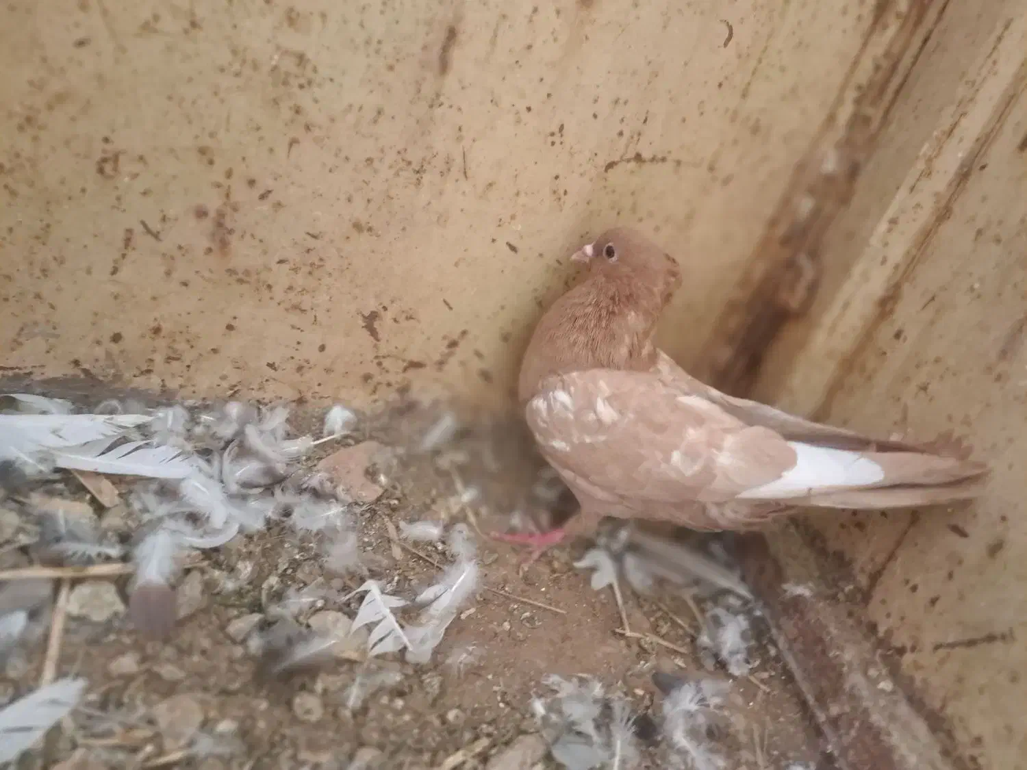 کبوتررنگی|پرنده|داراب, |دیوار