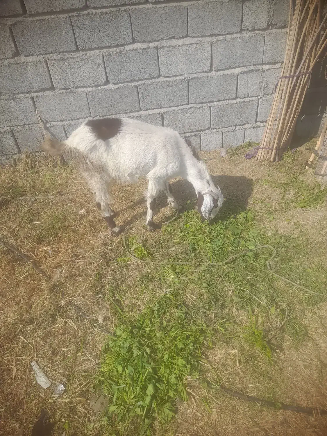 هشبندی کهور تاک|حیوانات مزرعه|سیریک, |دیوار