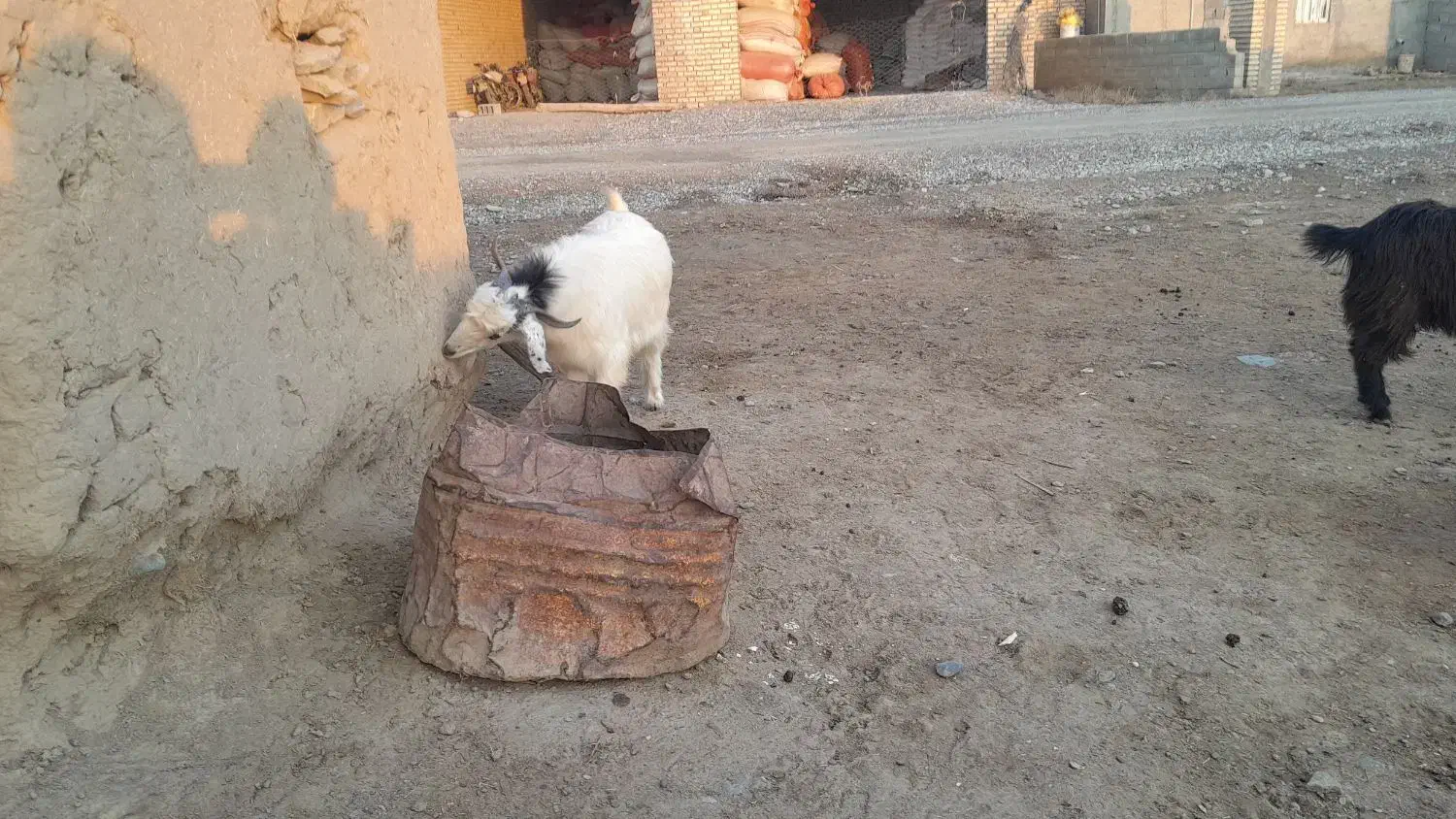 ۸ عدد بزغاله تمام نر|حیوانات مزرعه|مراوه, |دیوار