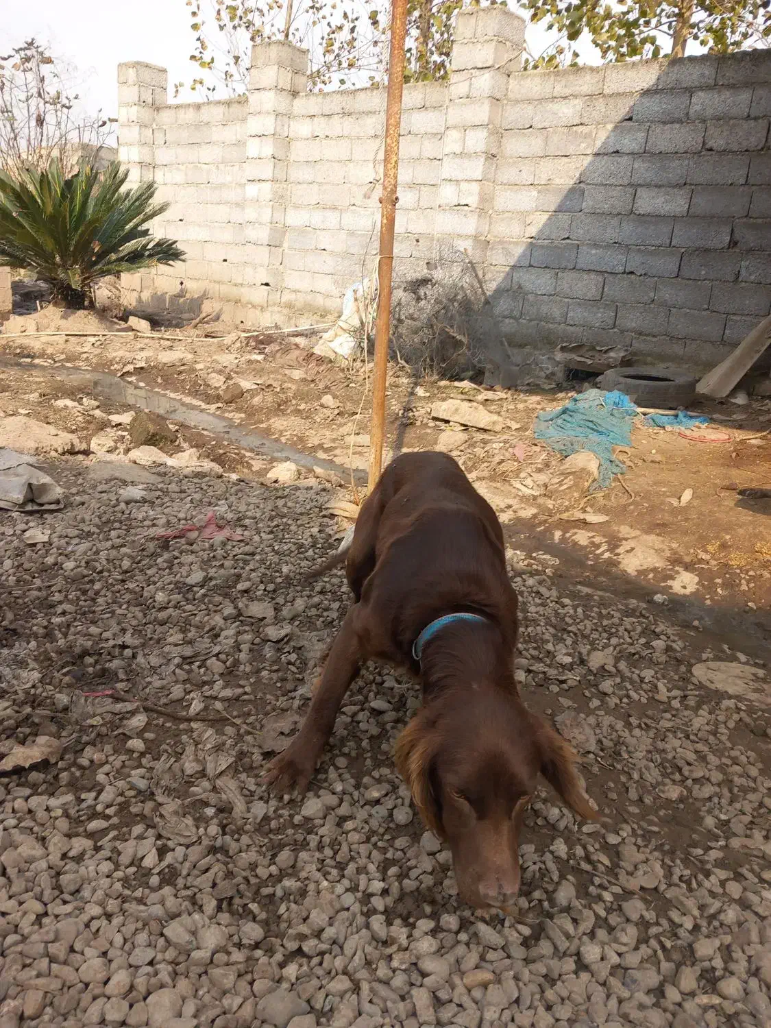 یک عدد سگ شکاری به فروش میرسد|سگ|رودبنه, |دیوار