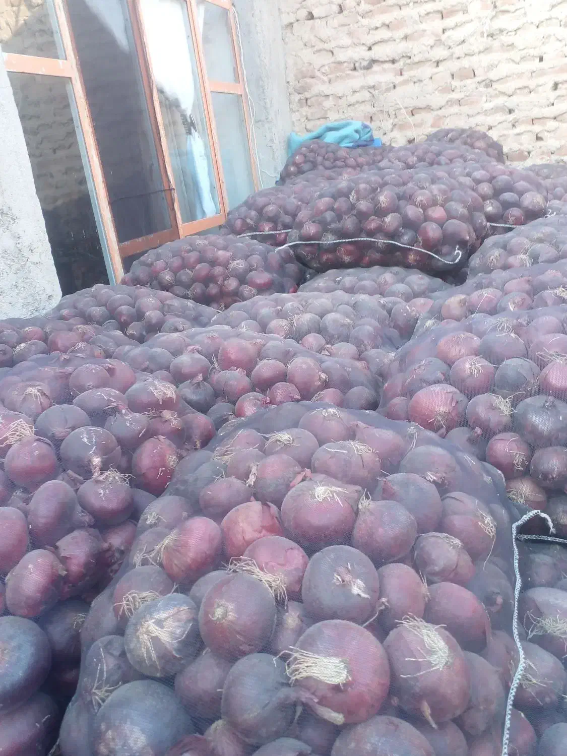 پیاز قرمز سیاه|عمده‌فروشی|مراغه, |دیوار