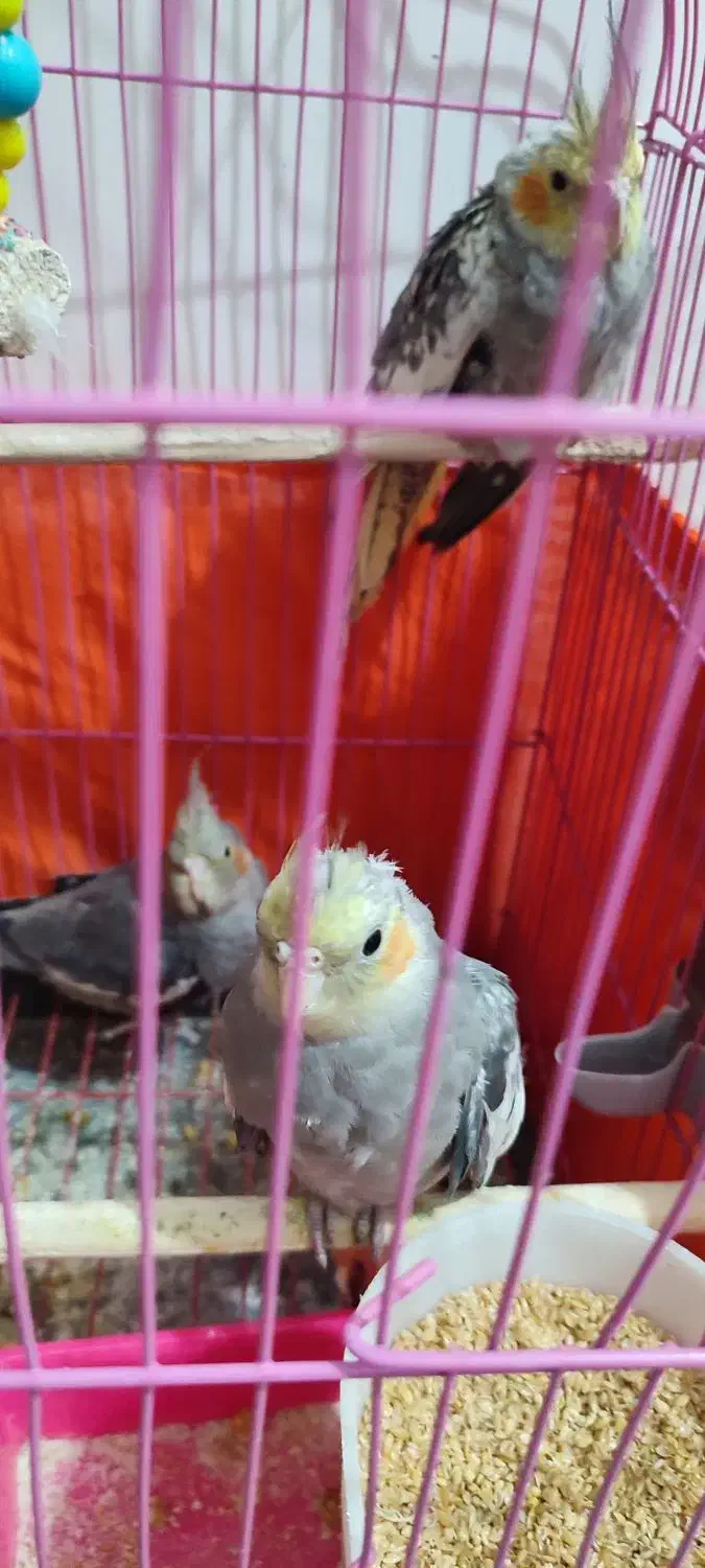 جوجه عروس هلندی|پرنده|اهر, |دیوار