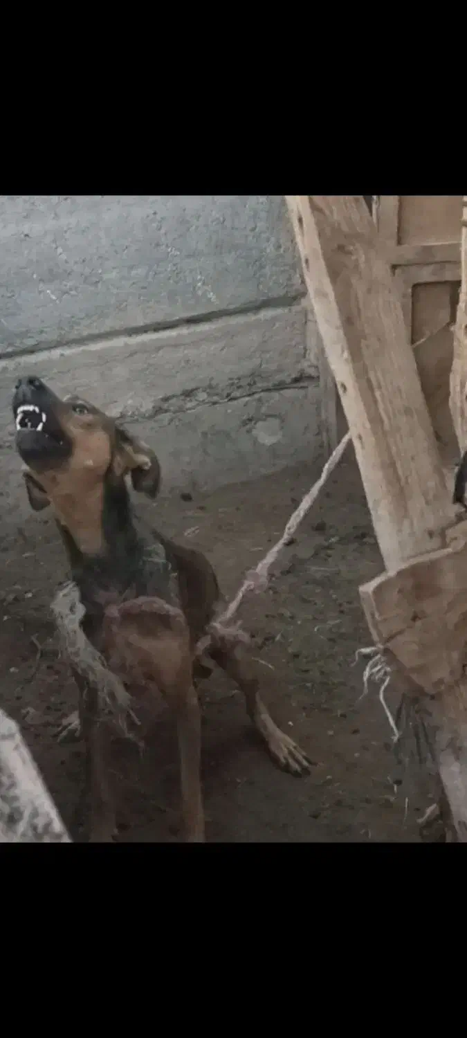 واگذاری سگ. پاکوتاه|سگ|سیمین شهر, |دیوار