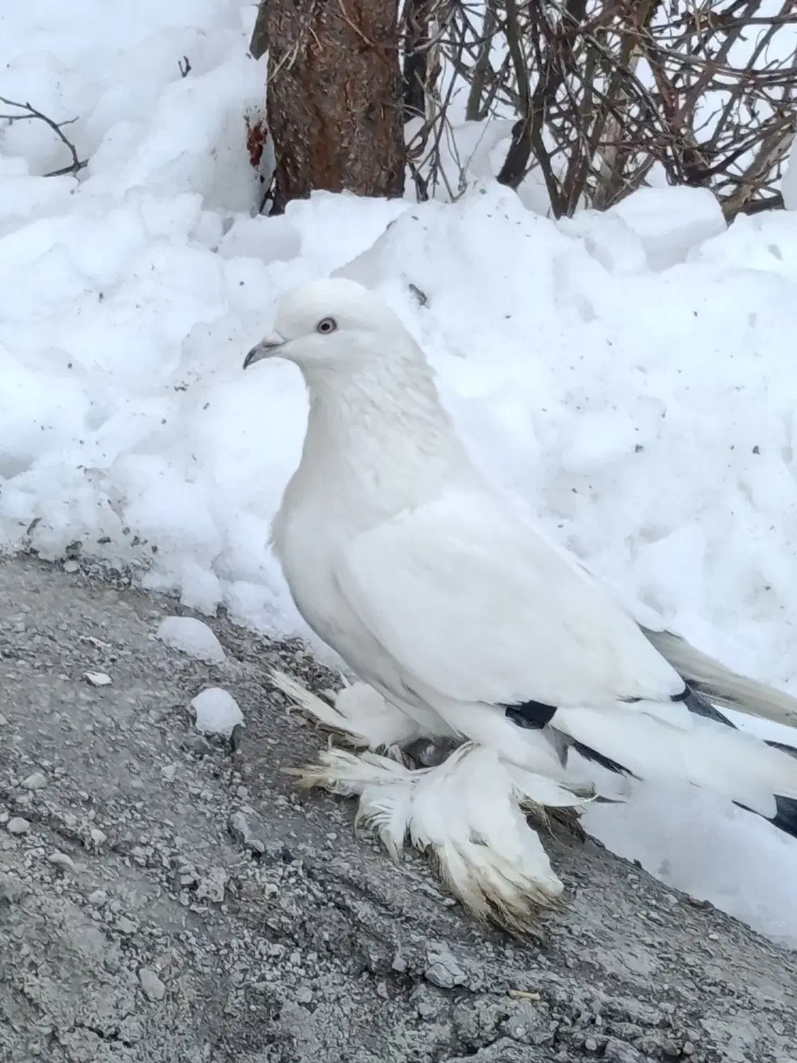 کبوتر|پرنده|تبریز, |دیوار