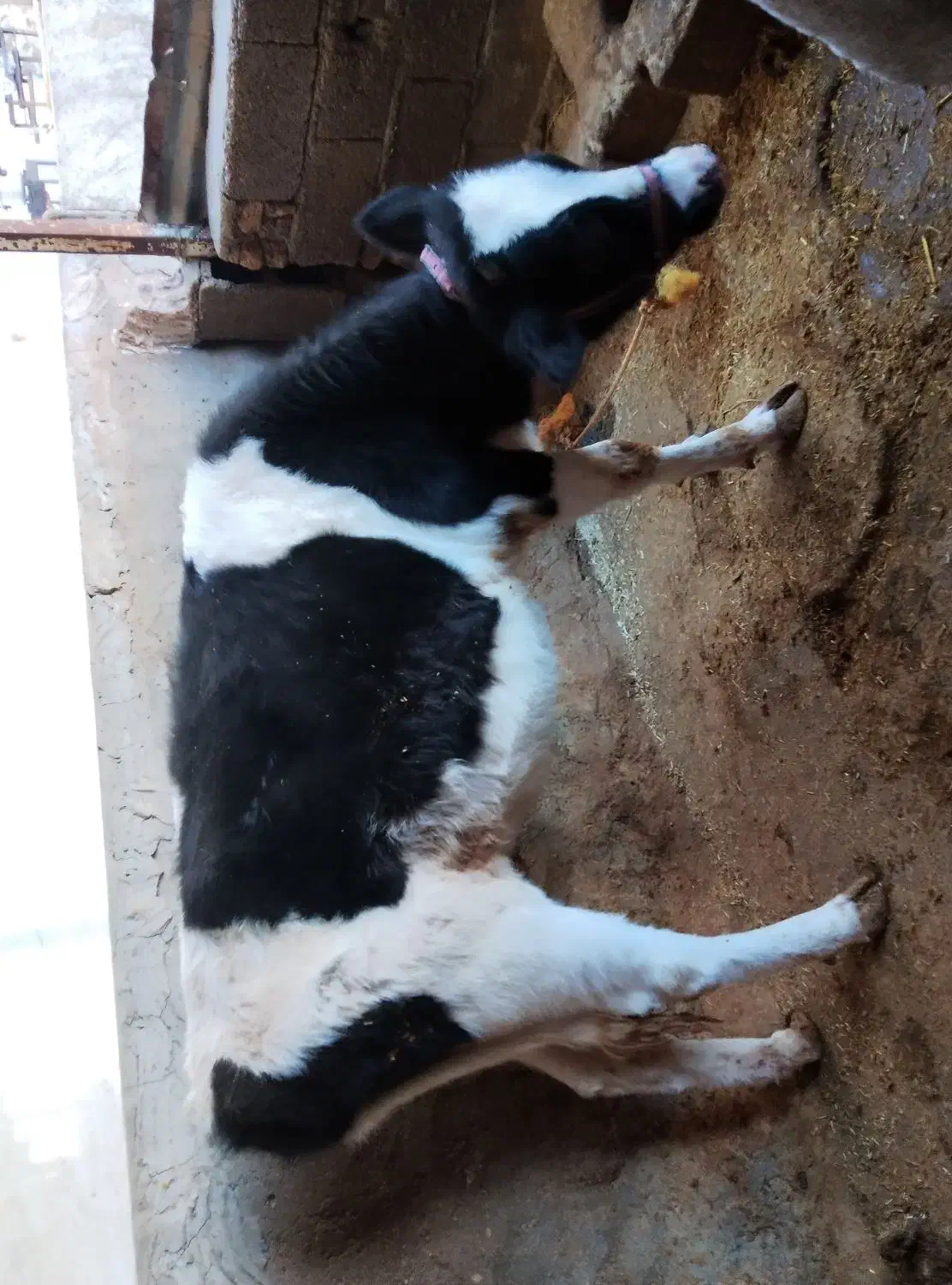 گوساله ماده|حیوانات مزرعه|ویسیان, |دیوار