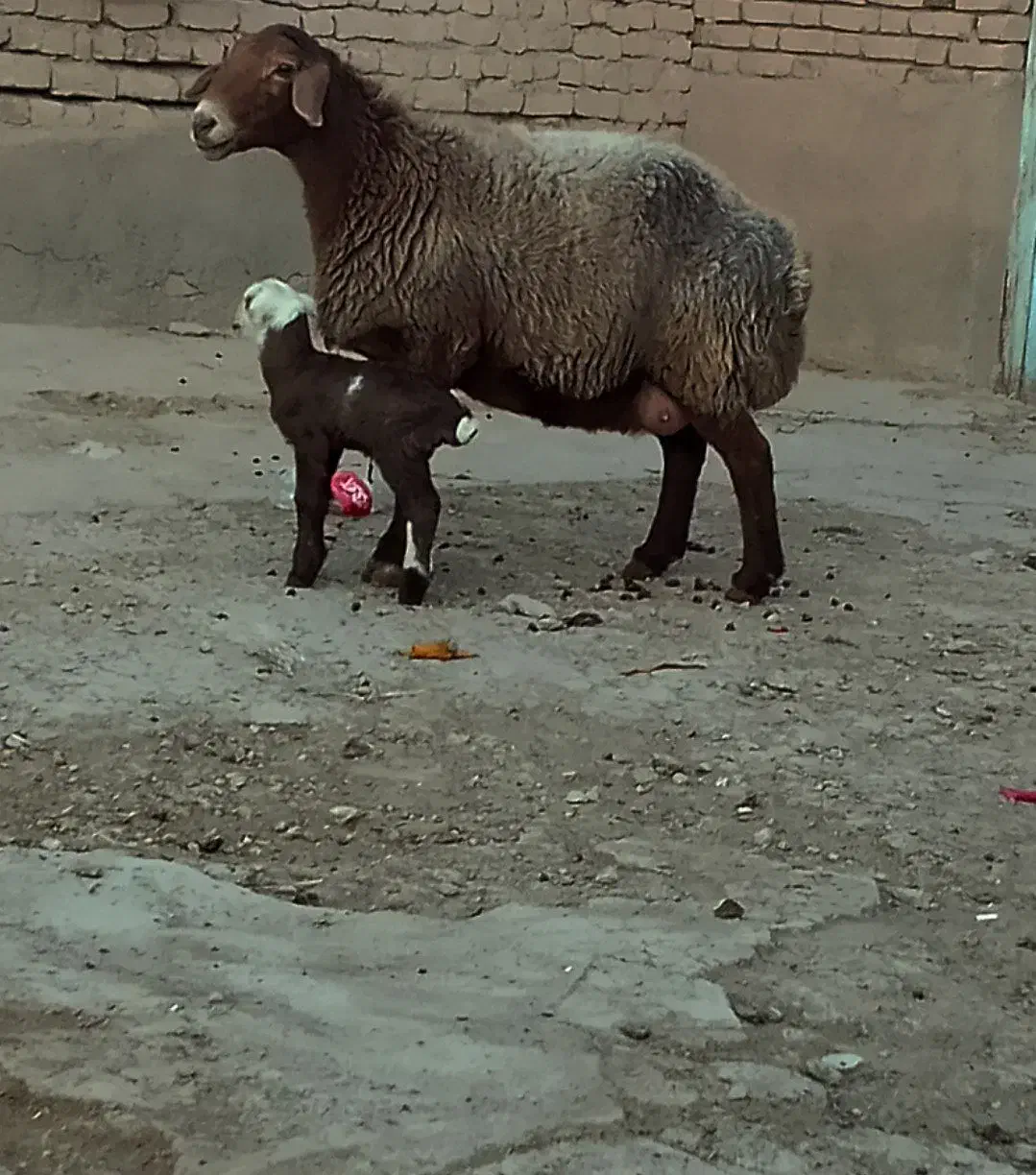 میش بره دار ، میش ابستن ،گوسفند بره|حیوانات مزرعه|شیروان (خراسان), |دیوار