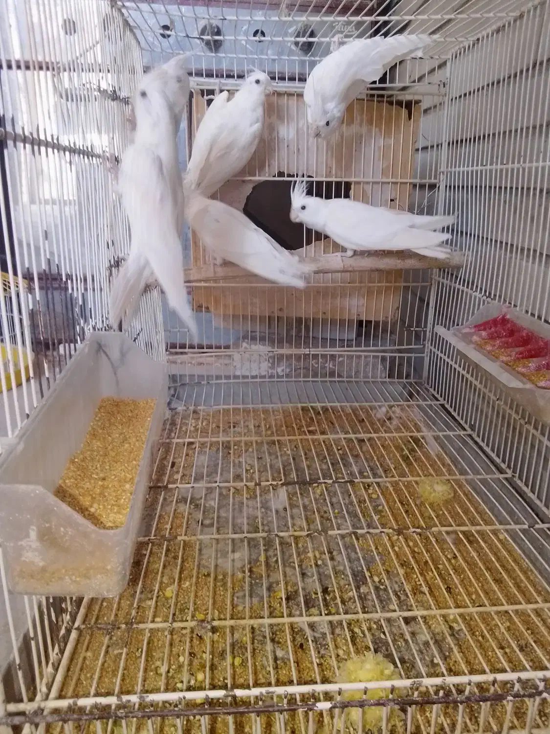 فروش یک جفت عروس ماده لونتینو دستی نر البینو|پرنده|ایرانشهر, |دیوار