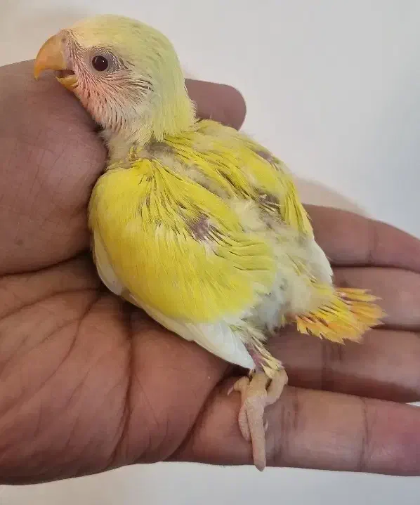 طوطی برزیلی|پرنده|مرودشت, بیست متری بیمارستان|دیوار