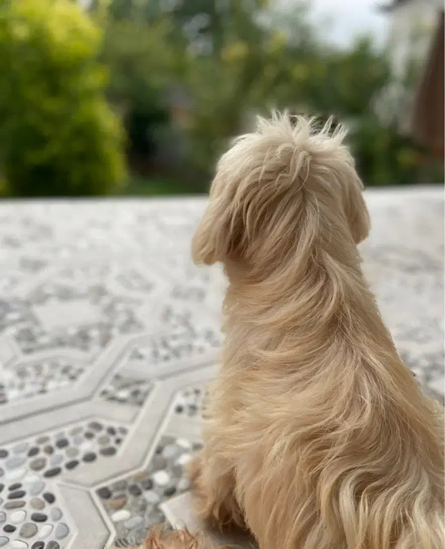 سگ تریر ماده|سگ|گرگان, |دیوار