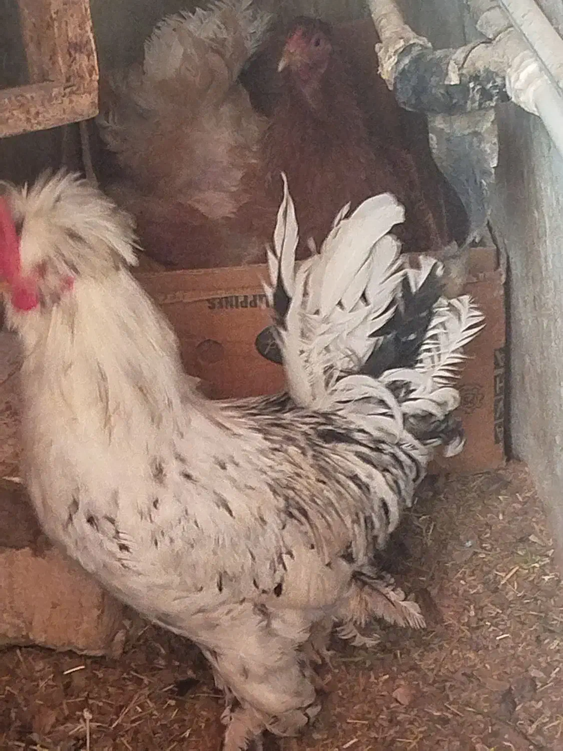 تخم مرغ نطفه دار نژاد برهما|حیوانات مزرعه|ساوه, |دیوار