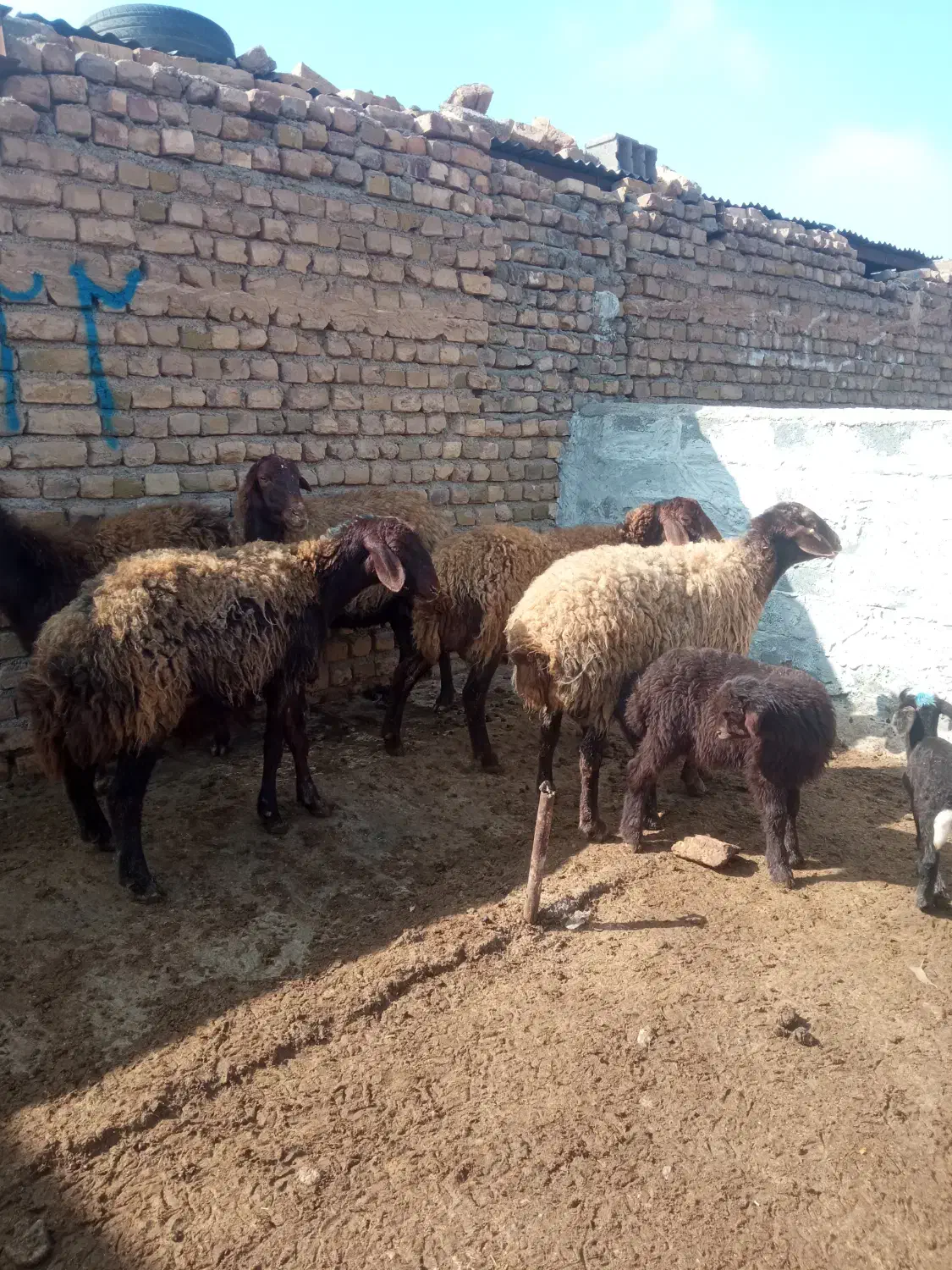 میش|حیوانات مزرعه|تربت جام, جامرود|دیوار