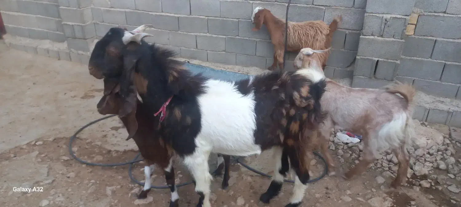 کهره‌‌چپش‌.تخمی‌داشتی|حیوانات مزرعه|سیمکان, |دیوار