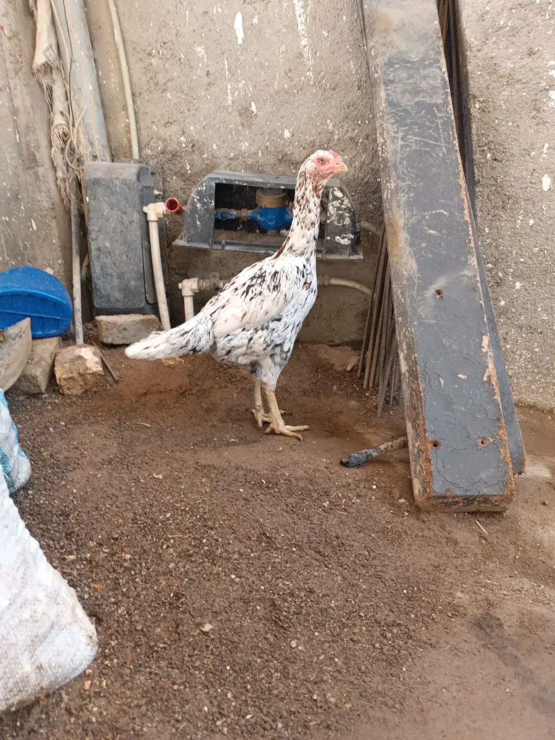 مرغ لاری اصیل|حیوانات مزرعه|فاضل آباد, |دیوار
