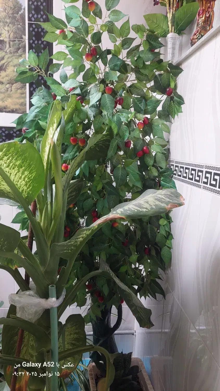 سه عدد گل|گل و گیاه طبیعی|اهر, |دیوار