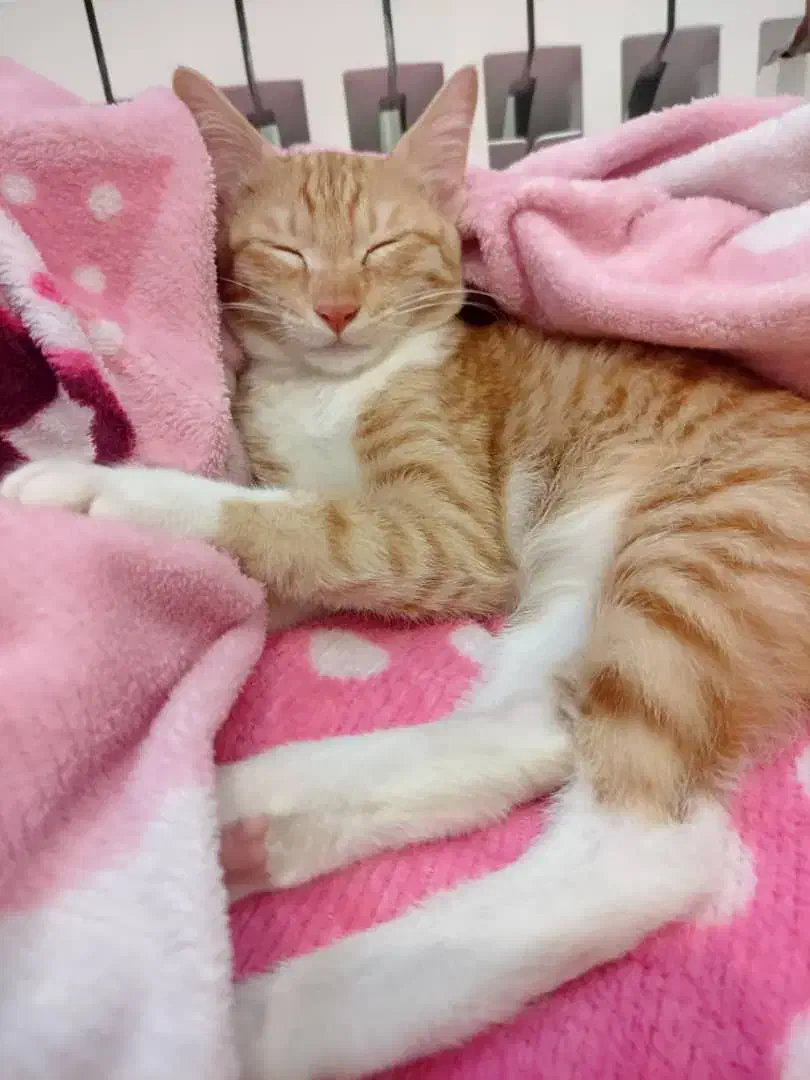 واگذاری رایگان بچه گربه|گربه|امیرکلا, |دیوار