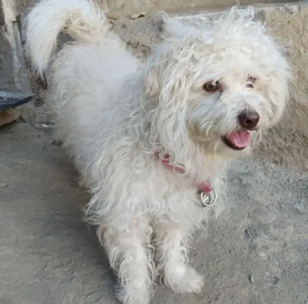 سگ شیتزو|سگ|ملایر, |دیوار