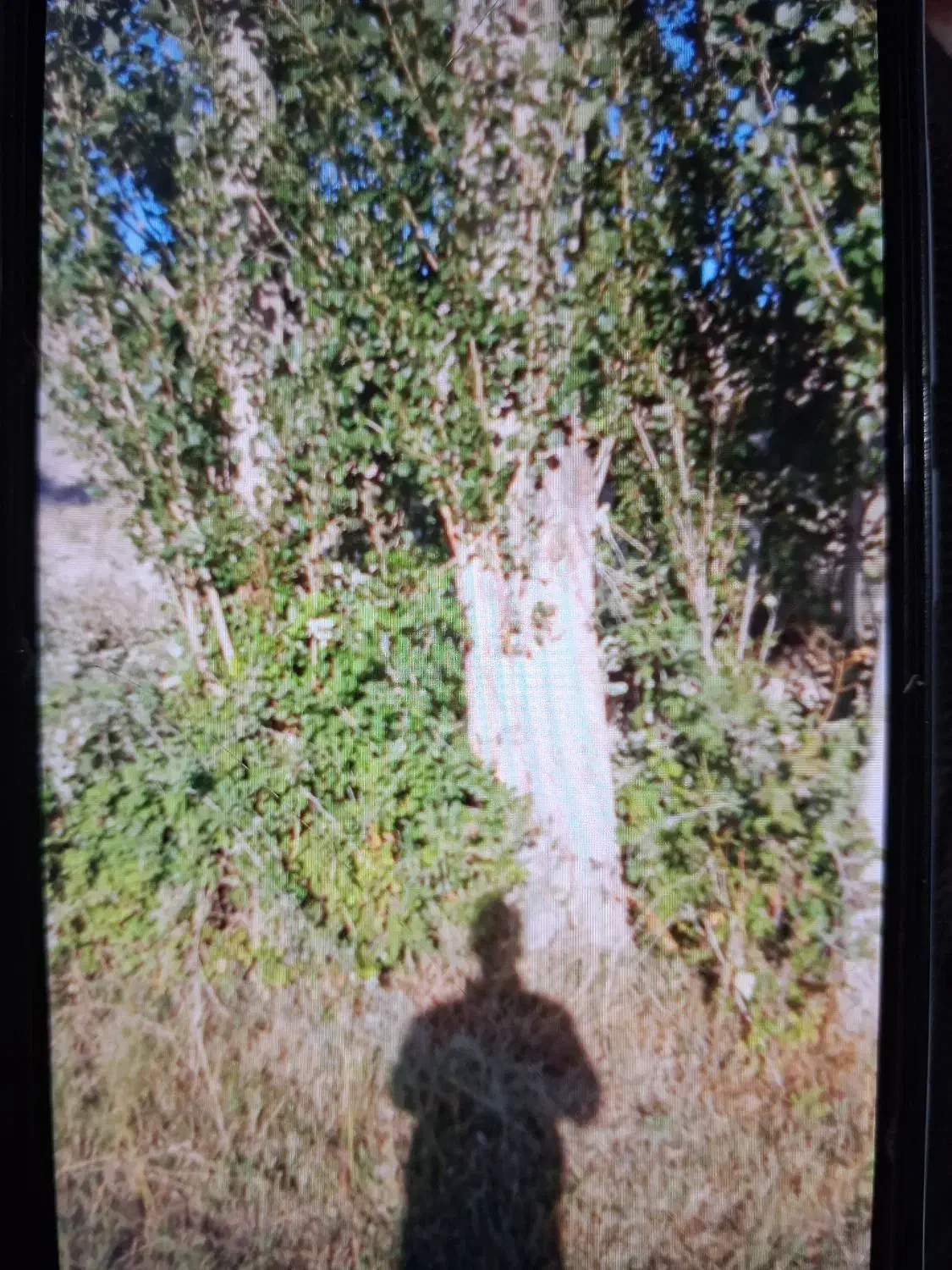 خریدار قلمه|خدمات باغبانی و درختکاری|مشگین شهر, |دیوار