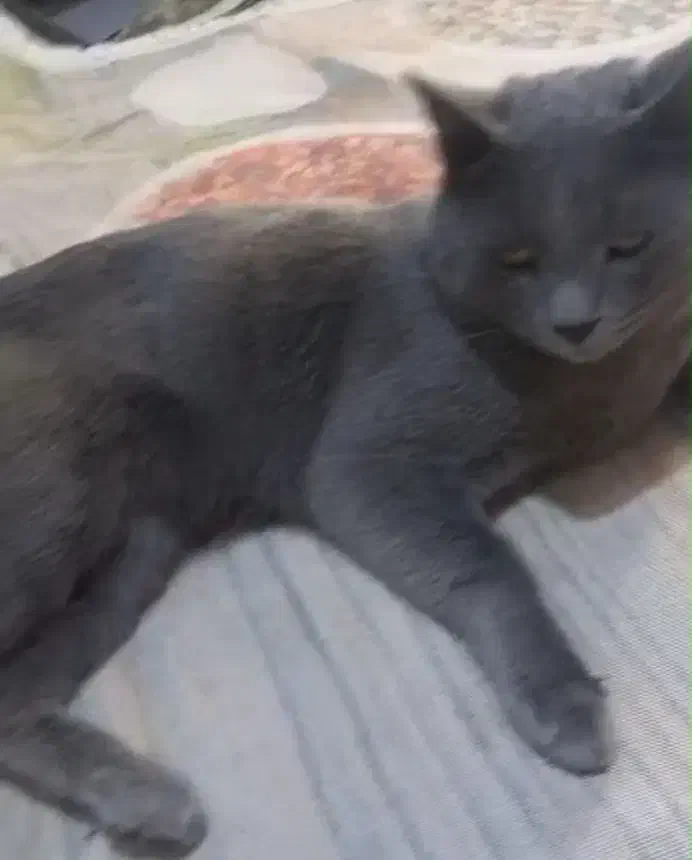 گربه نژاد اسکاتیش|گربه|کرج, ساماندهی|دیوار