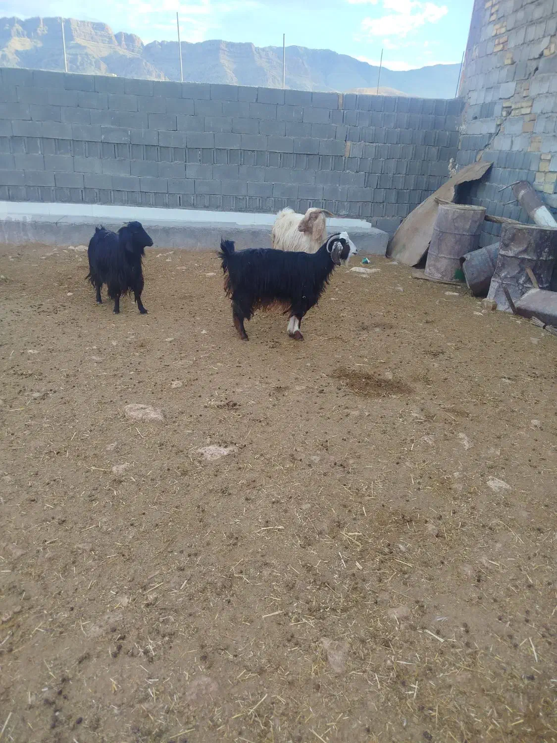 بز ابستن|حیوانات مزرعه|سرپل ذهاب, |دیوار