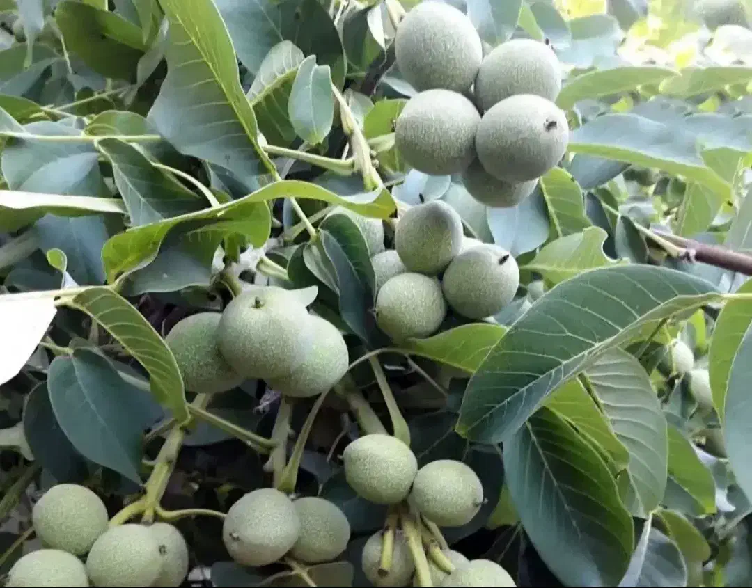 نهالستان صنوبر اصلاح شده گردو و بادام|خدمات باغبانی و درختکاری|کاشان, فاز ۱ ناجی آباد|دیوار