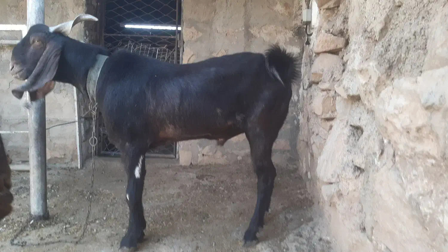 نر بز|حیوانات مزرعه|مسجد سلیمان, |دیوار