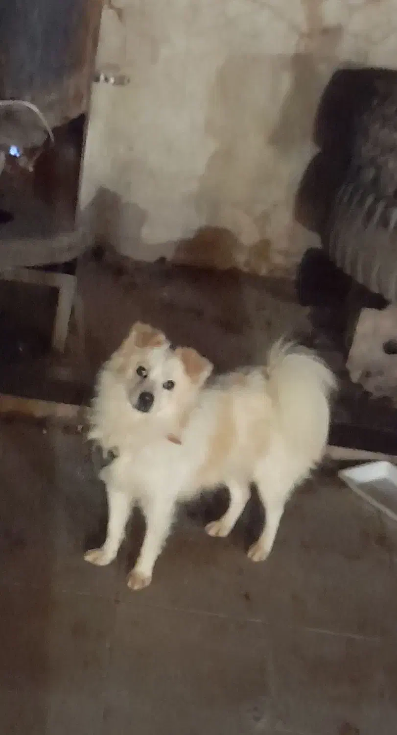 سگ خانگی|سگ|کوه چنار, |دیوار