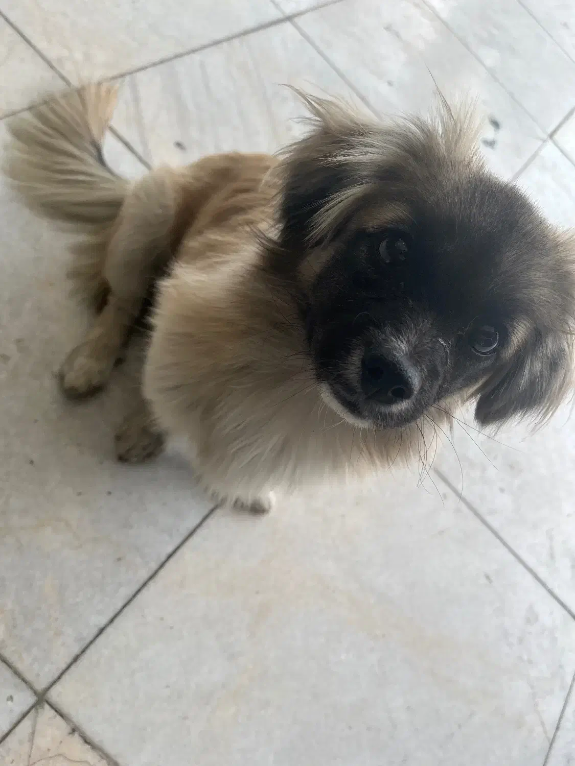 پیکینیز|سگ|مشهد, الهیه|دیوار