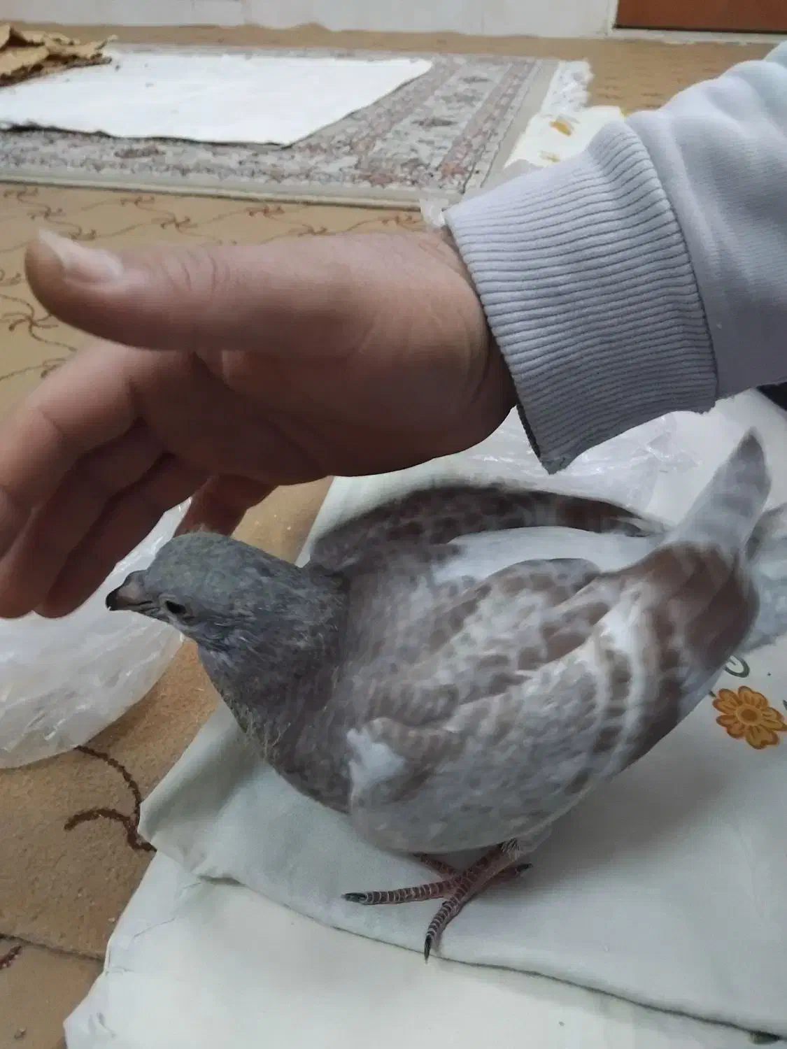 کبوتر گمشده|حیوانات|قم, شهدا|دیوار