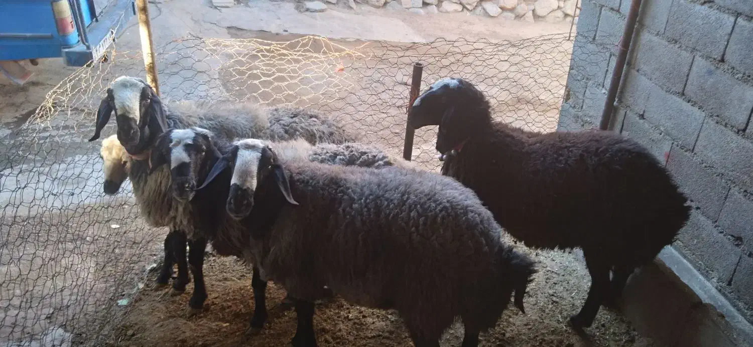 قوچ شال|حیوانات مزرعه|دینور, |دیوار