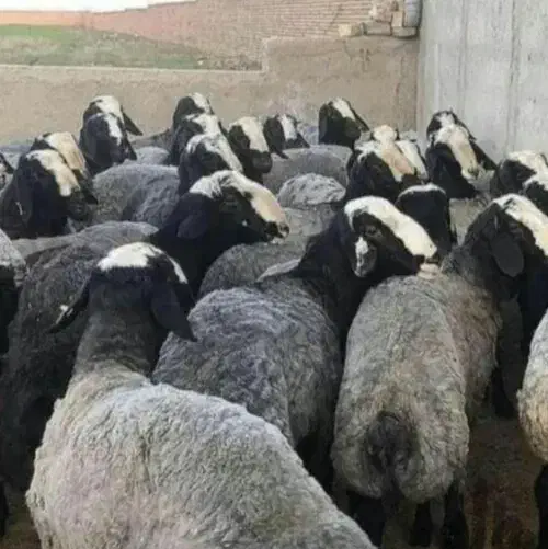 دام زنده شیشک نزاییده و بزغاله درجه یک پرواری|حیوانات مزرعه|قم, چهل درخت‎|دیوار