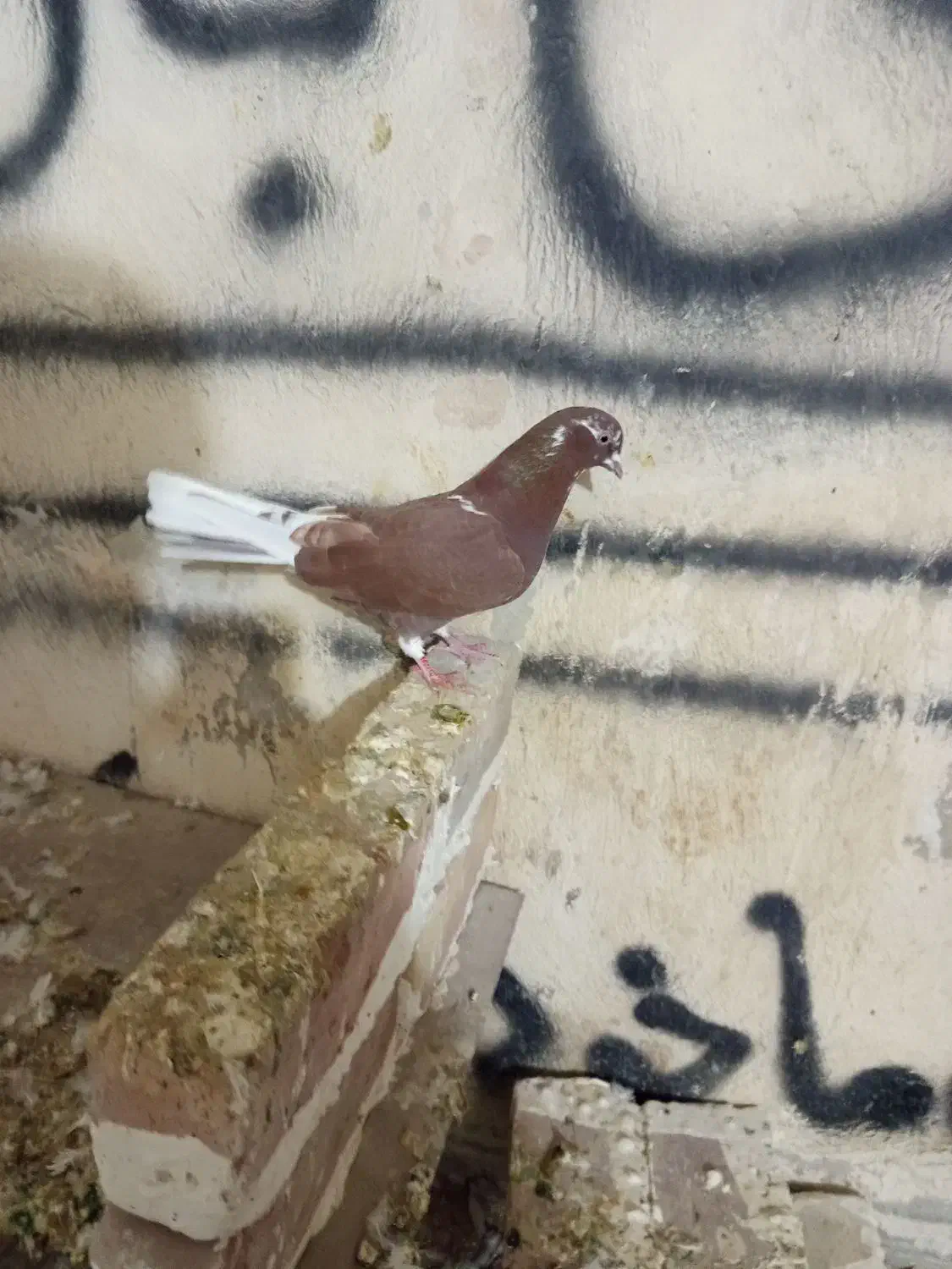 کبوتر|پرنده|نوشین شهر, |دیوار