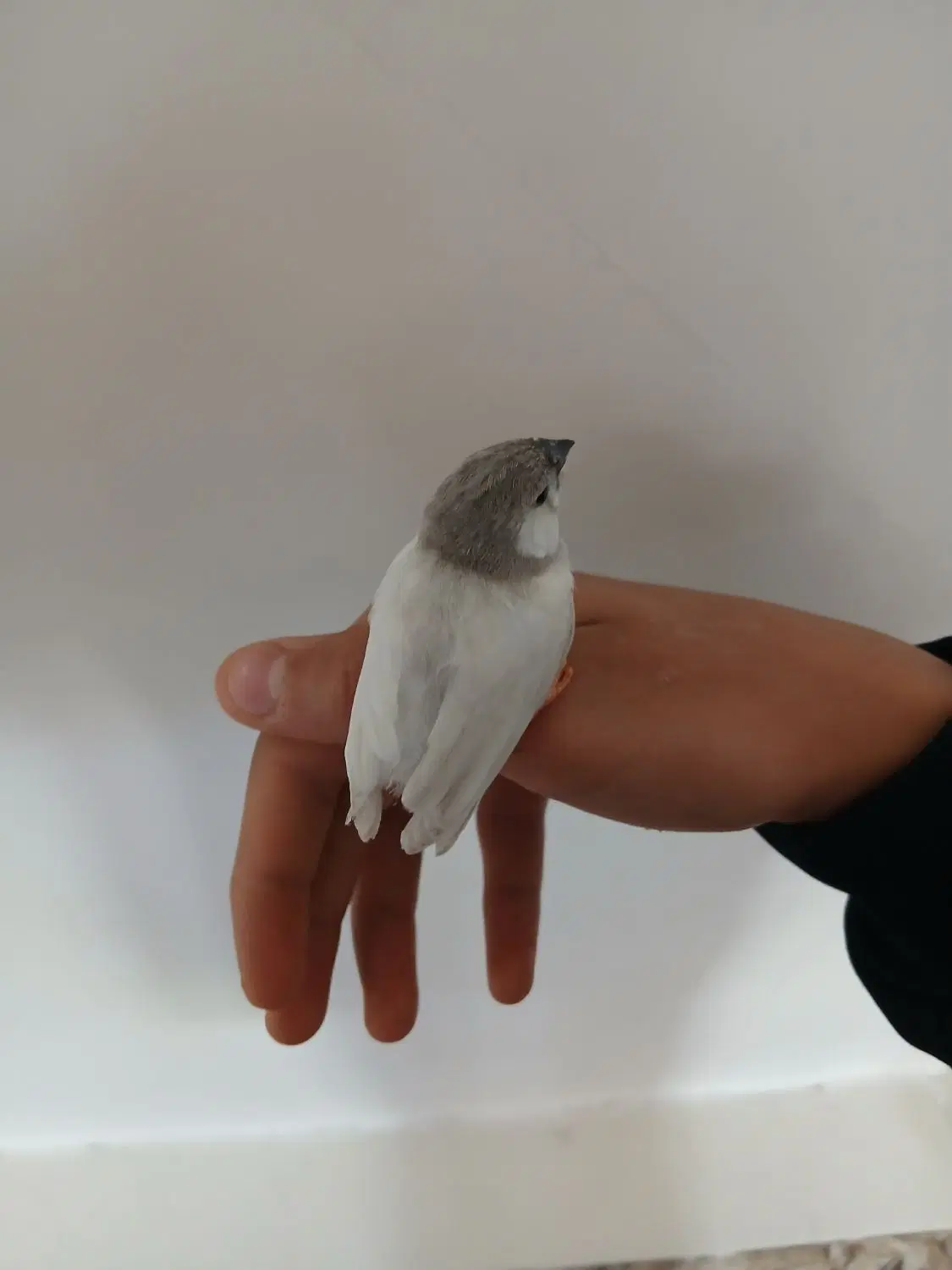 فنچ|پرنده|خمینی‌شهر, |دیوار