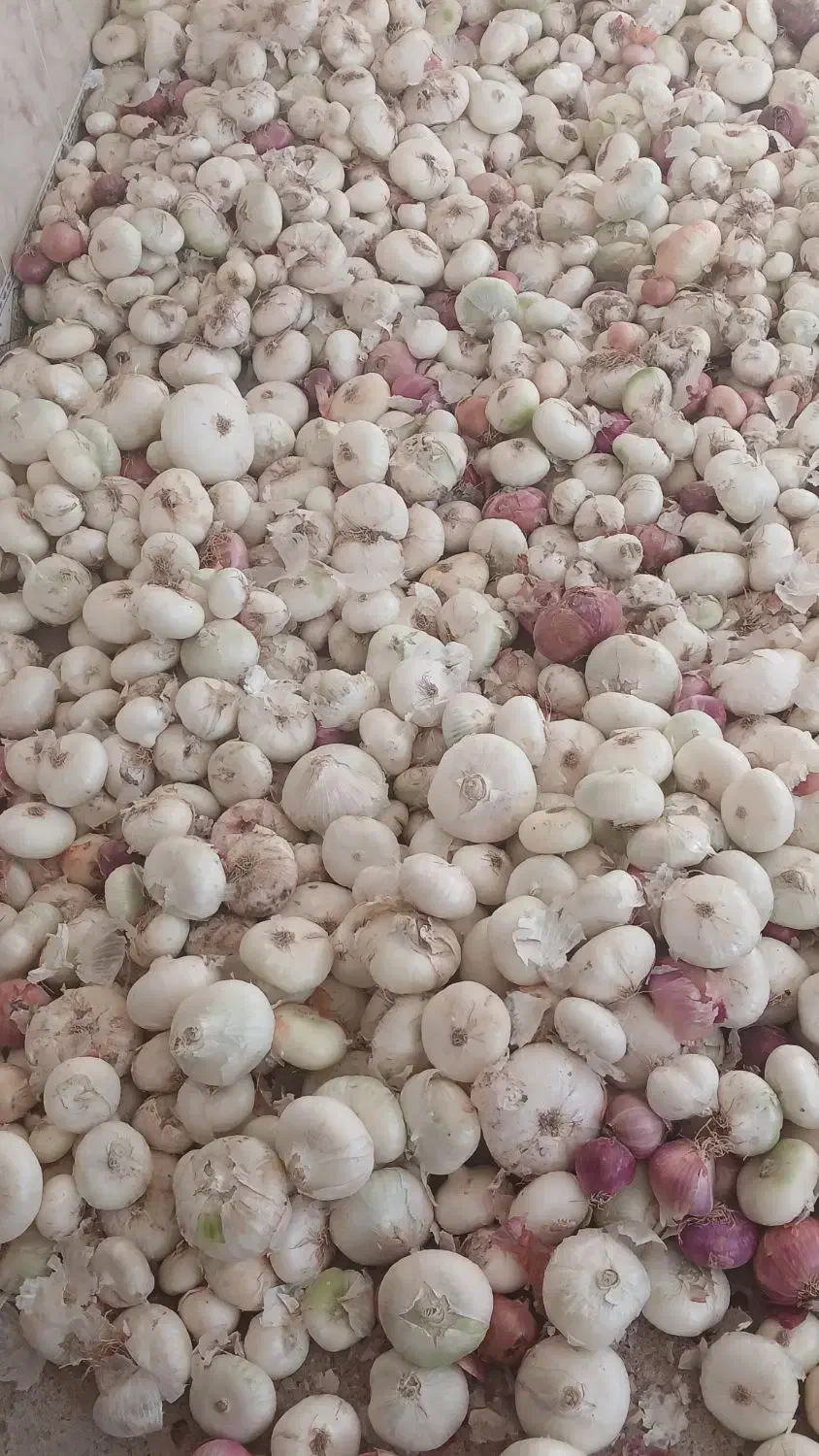 پیاز خوردن|خوردنی و آشامیدنی|زاوه, |دیوار