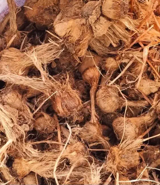 فروش پیاز زعفران بدون قارچ|عمده‌فروشی|سرایان, |دیوار