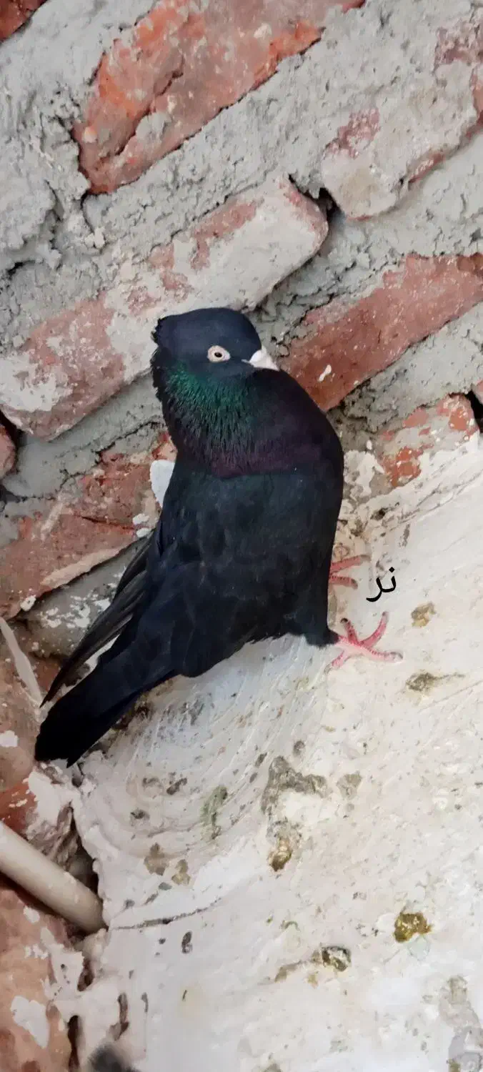 یک جفت زاغ آبادان جوان|پرنده|مراغه, |دیوار