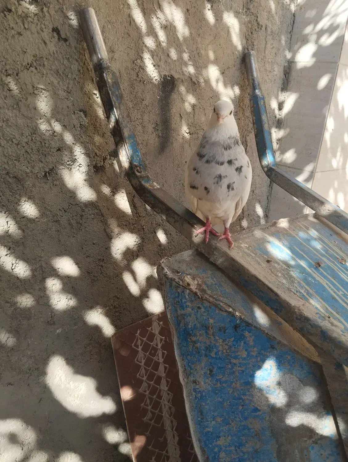 کبوتر طوقی|پرنده|لردگان, |دیوار