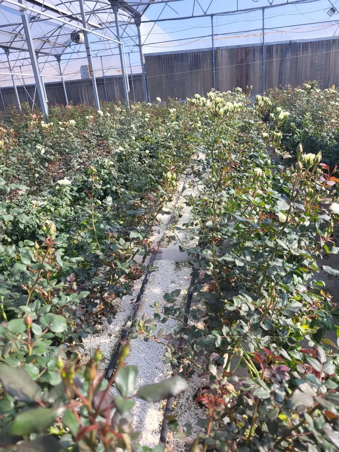 نگهبان و سرایدار|استخدام سرایداری و نظافت|خلخال, |دیوار