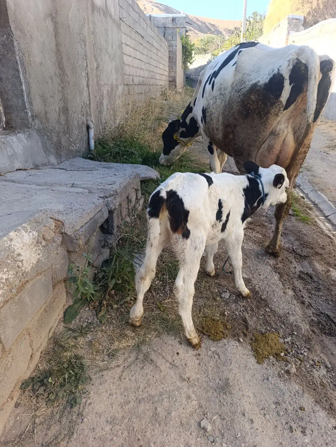 گاوشیری هرکول جوان|حیوانات مزرعه|تبریز, |دیوار