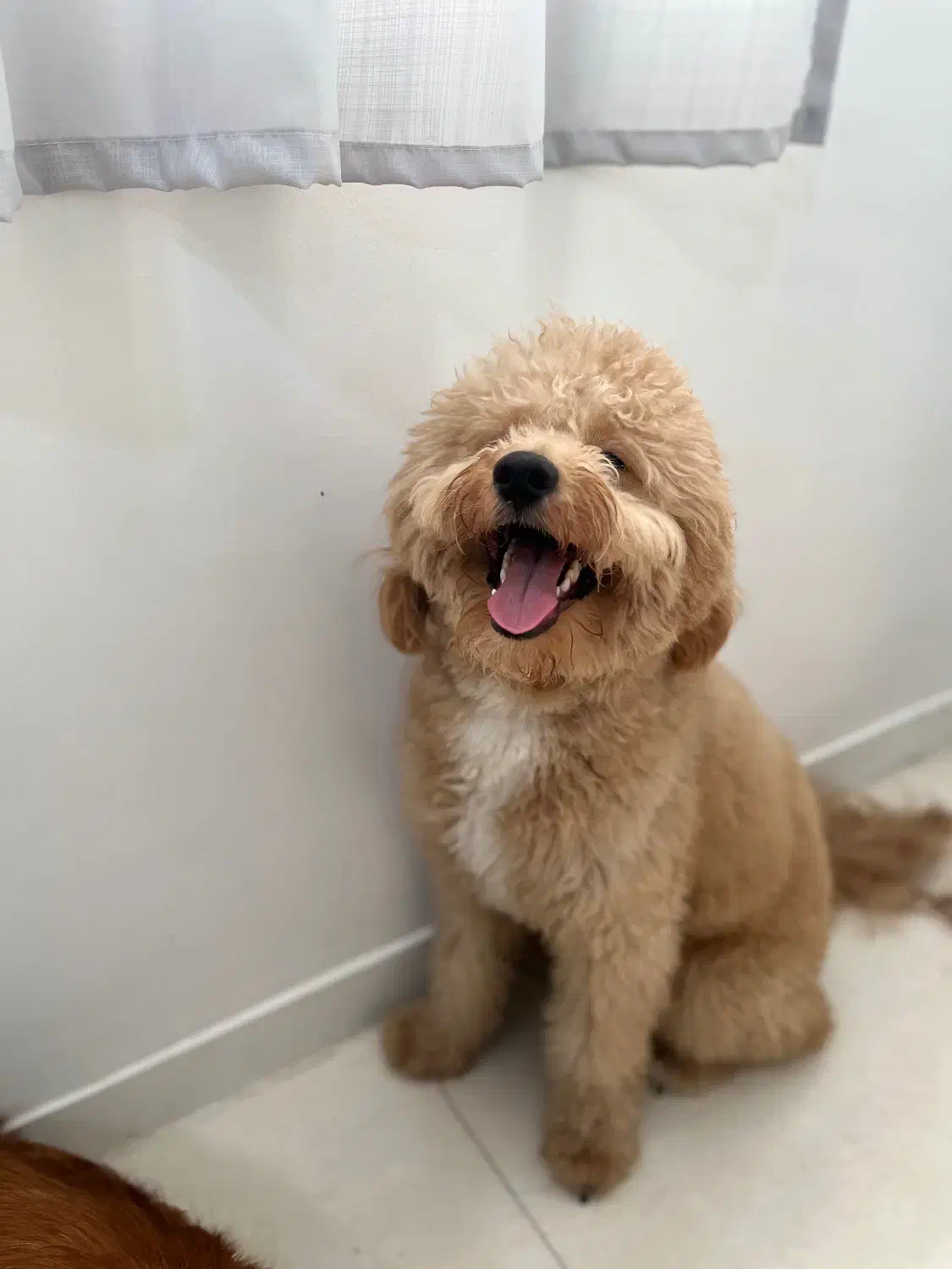 پانسیون نگهداری و آموزشی سگ|خدمات پیشه و مهارت|تهران, بوستان چیتگر|دیوار